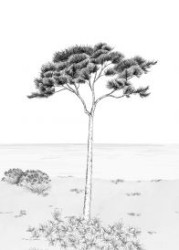 WONDERWALL 2 CARTA DA PARATI DIGITALE